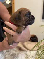Wrigley , a male Boxer for sale in Delaplane, VA – 4 of 9