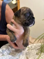 Bravo, a male Boxer for sale in Delaplane, VA – 6 of 10