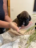 Findley, a female Boxer for sale in Delaplane, VA – 6 of 10