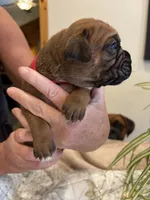 Wrigley , a male Boxer for sale in Delaplane, VA – 2 of 9