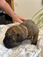 Bravo, a male Boxer for sale in Delaplane, VA – 5 of 10
