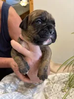 Bravo, a male Boxer for sale in Delaplane, VA – 7 of 10