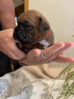 Wrigley , a male Boxer for sale in Delaplane, VA – 8 of 9