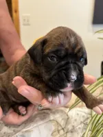 Findley, a female Boxer for sale in Delaplane, VA – 2 of 10
