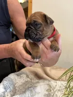 Wrigley , a male Boxer for sale in Delaplane, VA – 6 of 9