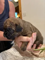 Findley, a female Boxer for sale in Delaplane, VA – 10 of 10