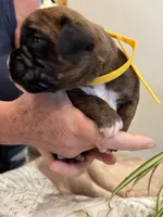 Findley, a female Boxer for sale in Delaplane, VA – 9 of 10