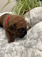 Wrigley , a male Boxer for sale in Delaplane, VA – 9 of 9