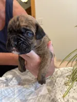 Bravo, a male Boxer for sale in Delaplane, VA – 4 of 10
