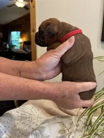 Wrigley , a male Boxer for sale in Delaplane, VA – 3 of 9