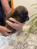 Bravo, a male Boxer for sale in Delaplane, VA – 9 of 10
