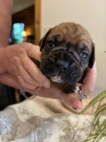 Wrigley , a male Boxer for sale in Delaplane, VA – 5 of 9