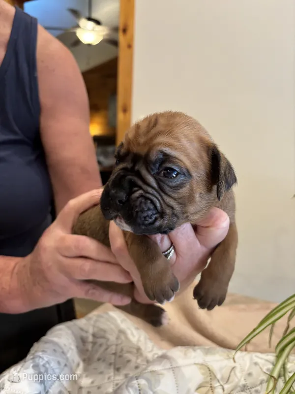 Wrigley  – Boxer puppy for sale in Delaplane, VA