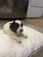 Coal, a male Havanese and Shih Tzu for sale in Douglasville, GA – 2 of 7