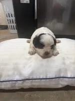 King, a male Havanese and Shih Tzu for sale in Douglasville, GA – 4 of 6