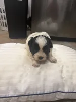 Coal, a male Havanese and Shih Tzu for sale in Douglasville, GA – 7 of 7