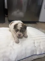 Prince , a male Havanese and Shih Tzu for sale in Douglasville, GA – 4 of 5