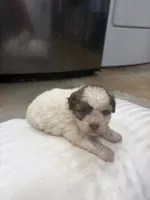 Princess , a female Havanese and Shih Tzu for sale in Douglasville, GA – 5 of 6