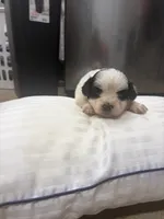 King, a male Havanese and Shih Tzu for sale in Douglasville, GA – 5 of 6