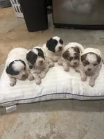 Prince , a male Havanese and Shih Tzu for sale in Douglasville, GA – 5 of 5