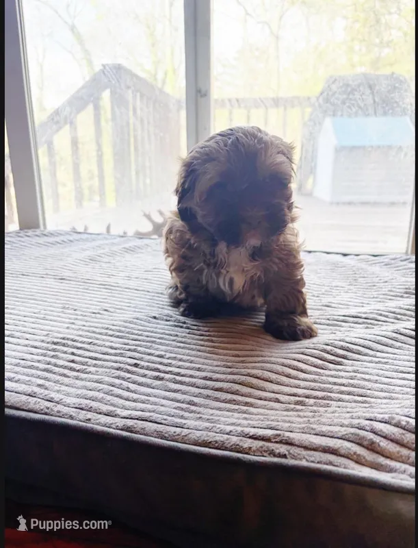Nutella – Havapoo puppy for sale in Douglasville, GA