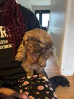 Nutella, a female Havapoo for sale in Douglasville, GA – Photo 4 of 4