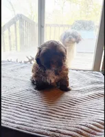 Nutella, a female Havapoo for sale in Douglasville, GA – Photo 3 of 4