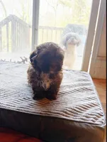 Nutella, a female Havapoo for sale in Douglasville, GA – Photo 2 of 4