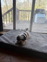 Marshmallow, a female Havapoo for sale in Douglasville, GA – Photo 5 of 5