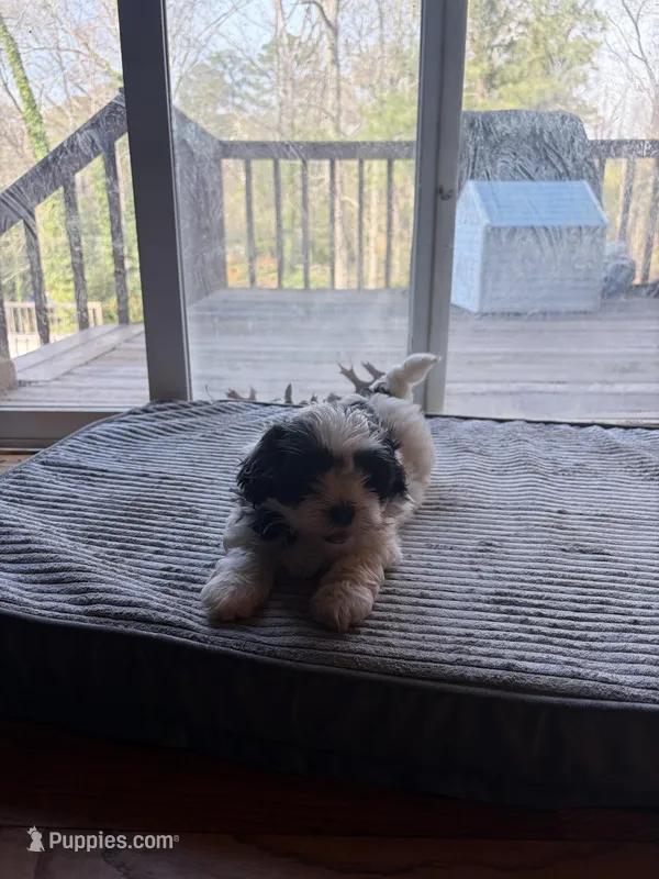 Marshmallow – Havapoo puppy for sale in Douglasville, GA