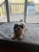 Marshmallow, a female Havapoo for sale in Douglasville, GA – Photo 3 of 5