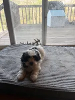 Marshmallow, a female Havapoo for sale in Douglasville, GA – Photo 2 of 5