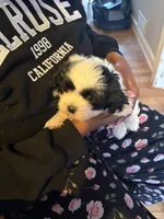 Marshmallow, a female Havapoo for sale in Douglasville, GA – Photo 4 of 5