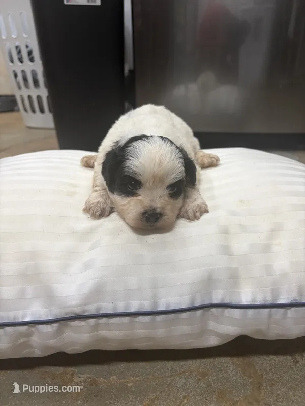 King – Havanese, Shih Tzu puppy for sale in Douglasville, GA
