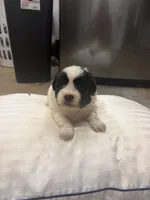 Coal, a male Havanese and Shih Tzu for sale in Douglasville, GA – 3 of 7