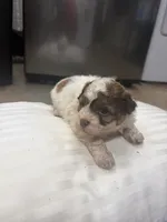Prince , a male Havanese and Shih Tzu for sale in Douglasville, GA – 3 of 5