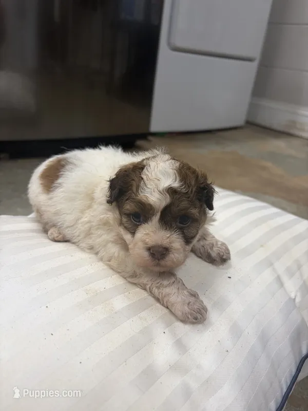 Prince  – Havanese, Shih Tzu puppy for sale in Douglasville, GA