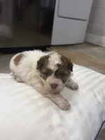 Prince , a male Havanese and Shih Tzu for sale in Douglasville, GA – 1 of 5
