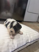 Pharaoh, a male Havanese and Shih Tzu for sale in Douglasville, GA – 5 of 6