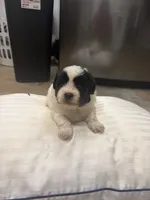 Coal, a male Havanese and Shih Tzu for sale in Douglasville, GA – 5 of 7