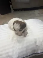 Princess , a female Havanese and Shih Tzu for sale in Douglasville, GA – 3 of 6