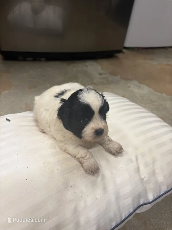 Coal – Havanese, Shih Tzu puppy for sale in Douglasville, GA
