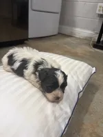 Pharaoh, a male Havanese and Shih Tzu for sale in Douglasville, GA – 6 of 6