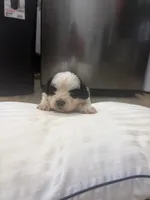 King, a male Havanese and Shih Tzu for sale in Douglasville, GA – 3 of 6
