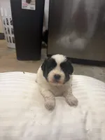 Coal, a male Havanese and Shih Tzu for sale in Douglasville, GA – 4 of 7