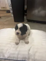 Coal, a male Havanese and Shih Tzu for sale in Douglasville, GA – 6 of 7