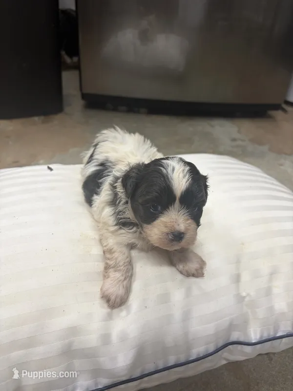 Pharaoh – Havanese, Shih Tzu puppy for sale in Douglasville, GA