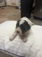 Pharaoh, a male Havanese and Shih Tzu for sale in Douglasville, GA – 3 of 6