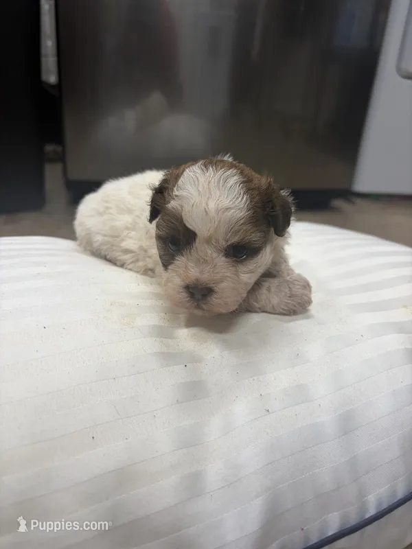 Princess  – Havanese, Shih Tzu puppy for sale in Douglasville, GA