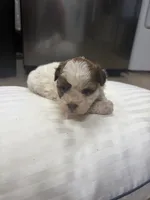 Princess , a female Havanese and Shih Tzu for sale in Douglasville, GA – 1 of 6